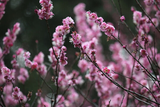 梅花 花 粉色 梅林 開花