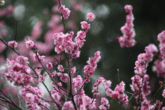 梅花 花 粉色 梅林