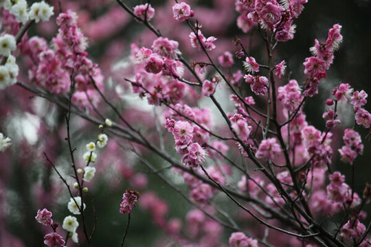 梅花 花