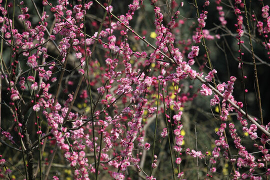 梅花 花 粉色 梅林 開(kāi)花