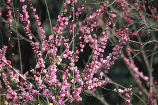 梅花 花 粉色 梅林