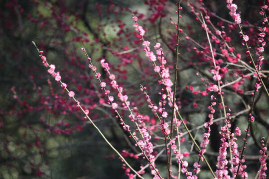 梅花 花 粉色 梅林