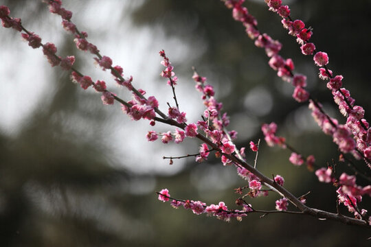 梅花 花 粉色 梅林