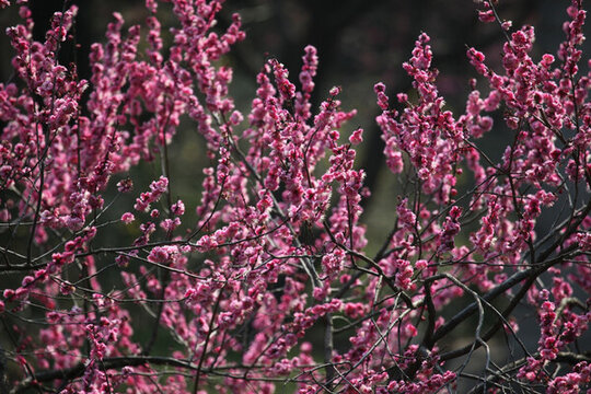 梅花 花 粉色 梅林