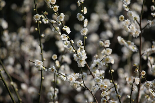 梅花 花 粉色 梅林