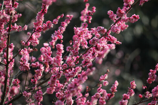 梅花 花 粉色 梅林 開(kāi)花