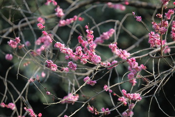 梅花 花 粉色 梅林 開花