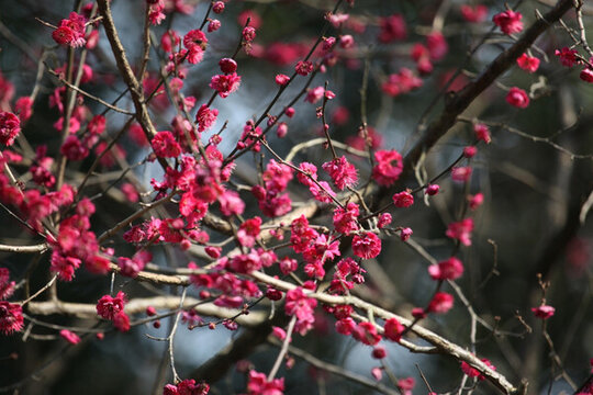 梅花 花 粉色 梅林 開(kāi)花