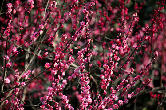 梅花 花 粉色 梅林 開(kāi)花