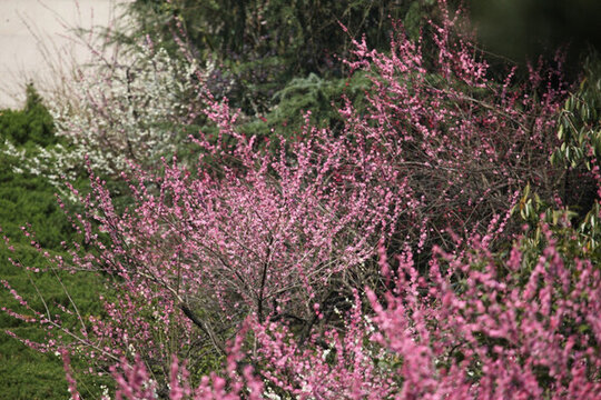 梅花 花