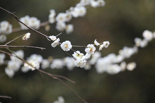 梅花 花 粉色 梅林
