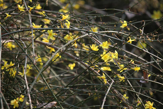 迎春花 報春花