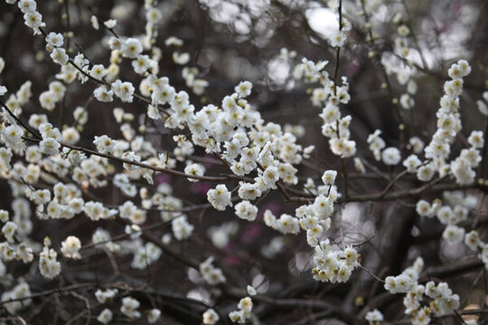 梅花 花 粉色 梅林 開花