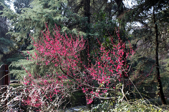 梅花 花 粉色 梅林 開(kāi)花