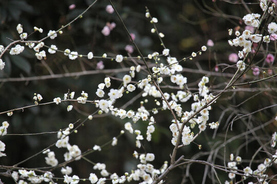 梅花 花 粉色 梅林