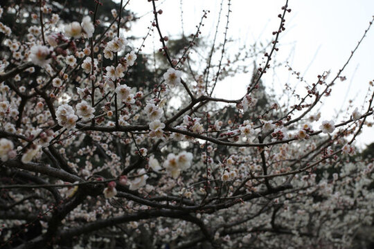 梅花 花 粉色 梅林