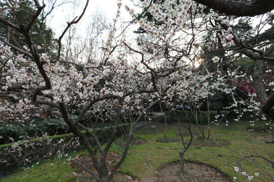 梅花 花 粉色 開花 梅林