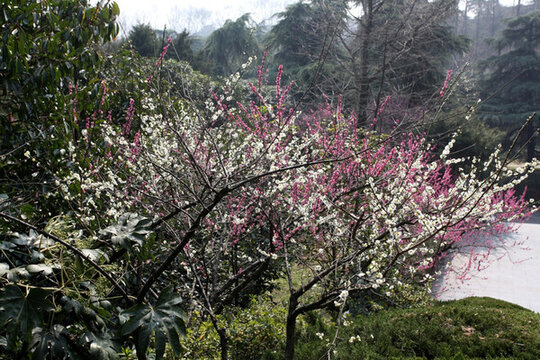 梅花 花 粉色 梅林 開花