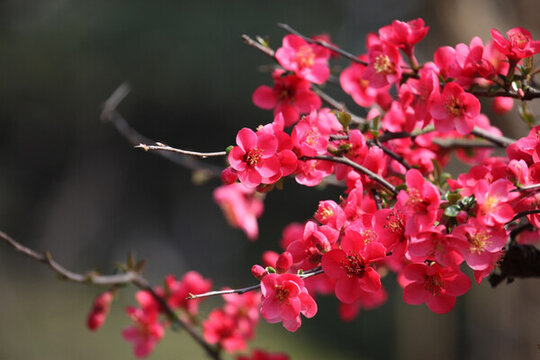 海棠花 花 花卉