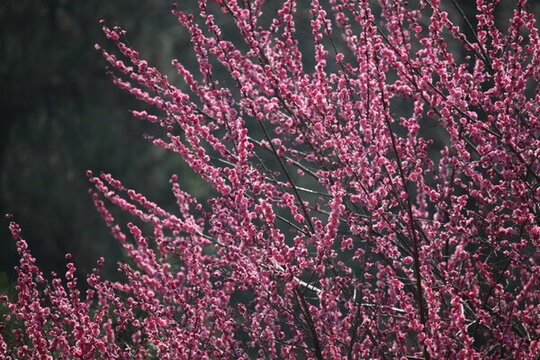 梅花 花 粉色 梅林 開花