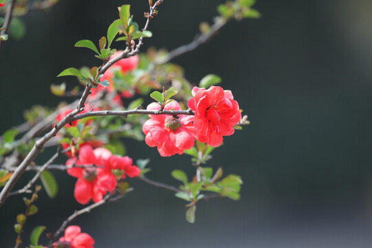 海棠花 花 花卉