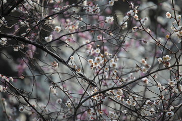 梅花 花
