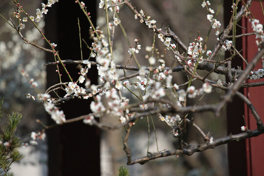 梅花 花 粉色 開花 綻放