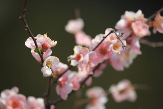 海棠花 花