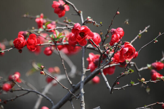 海棠花 花