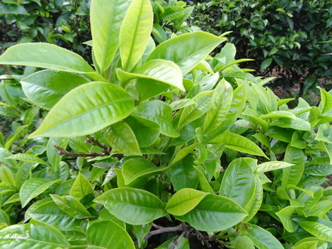 茶芽