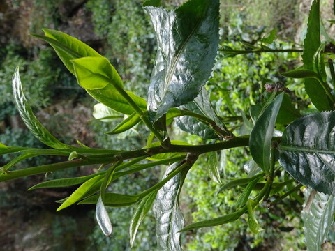 茶芽