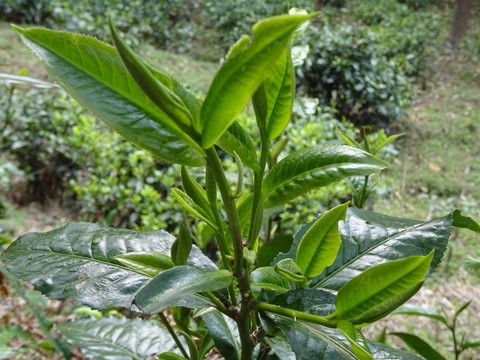 茶芽