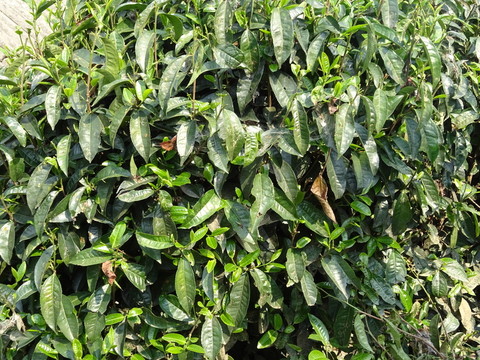 大茶樹