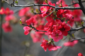 海棠花 花 花卉 春天 江南
