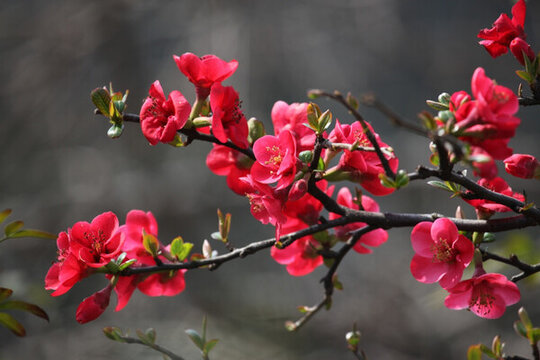 海棠花 花