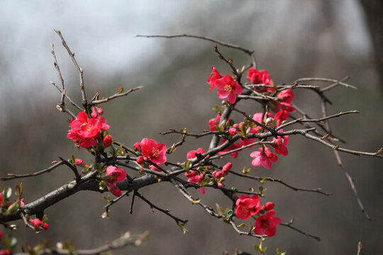 海棠花 花 花卉