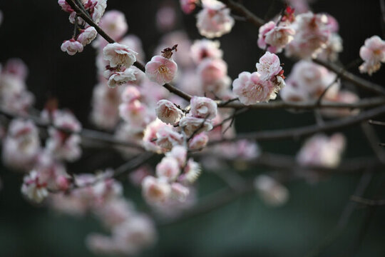 梅花 花 粉色