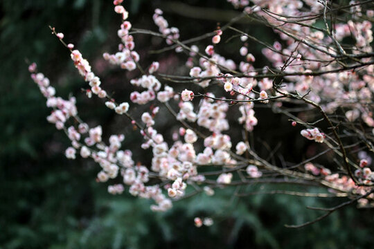 梅花 花 粉色 開花