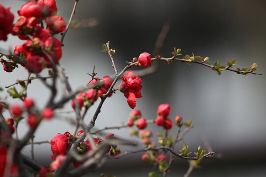 海棠花 花 花卉