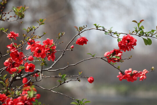 海棠花 花 花卉