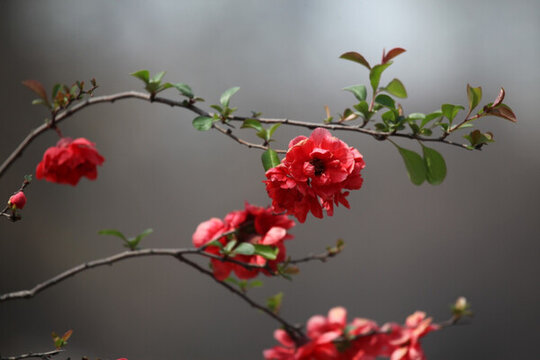 海棠花 花 花卉