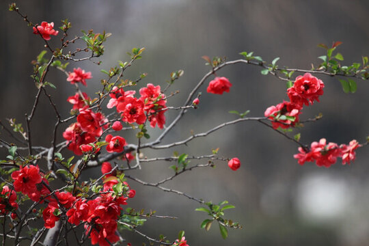 海棠花 花 花卉