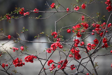 海棠花 花 花卉