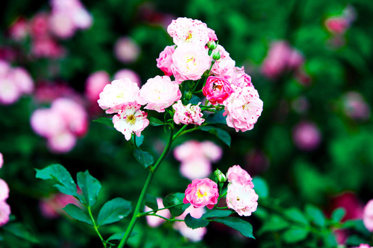 花卉 鮮花 花叢 牡丹花