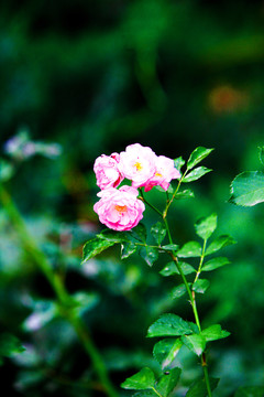 牡丹花 花卉鮮花 花叢