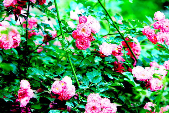 牡丹花 花卉 鮮花 花叢