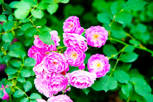 花卉 鮮花 花叢 牡丹花
