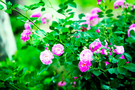 花叢 牡丹花 花卉 鮮花