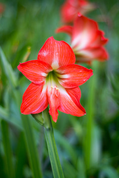 朱頂紅