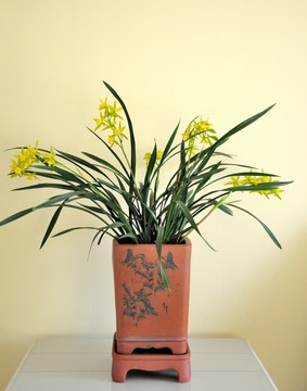 蘭花開(kāi)花